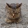 野良猫　怒ってる？