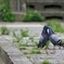 恋する鳩
