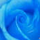 青い薔薇_20240524