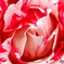 赤薔薇×白斑入り_20240524