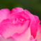 ピンクの薔薇_20240524