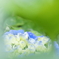 紫陽花