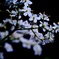 高嶺の花には届かない