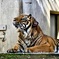 relaxing tiger in higashiyama zoo