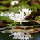 DSC03932a
