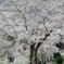 今年の桜