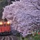 花見の出来る駅