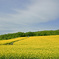 rape blossoms-①