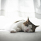 愛猫1
