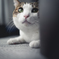 愛猫2