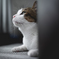 愛猫3