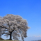 わに塚の一本桜