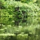 新緑の水かがみ