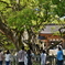 大山祇神社の大楠　樹齢２６００年