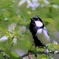 シジュウカラ