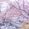 桜とスワンボートの絶景。