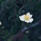 湿原に咲く花(ミヤコイバラ)