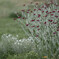 Lychnis coronaria