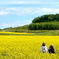 菜の花畑