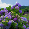 紫陽花１