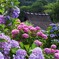 紫陽花２