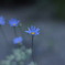 青い花