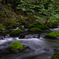 green moss