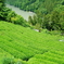 茶畑のある風景