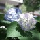 紫陽花
