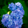 ハート紫陽花