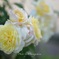 藤枝市蓮華寺池公園　バラ1