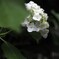 白い花シリーズ㉓