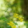 徳仙丈山の黄色い花