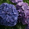 紫陽花