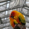 掛川花鳥園の鳥