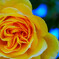 鮮やかな黄色いバラ