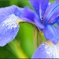 アヤメ/ 菖蒲 文目