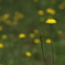 花の星たち