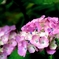 紫陽花１