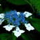 紫陽花２