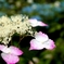 紫陽花３