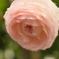 新レンズでの薔薇の撮影