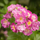新レンズでの薔薇の撮影