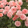 新レンズでの薔薇の撮影