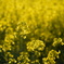 菜の花