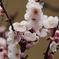 ume
