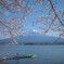 桜　富士山