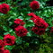 RedRose
