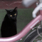 黒猫と自転車