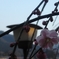 梅の花